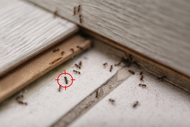 Best Pest Removal Services  in Fairhope, PA